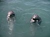 Dolphins picture